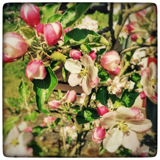 Apfelblüten
