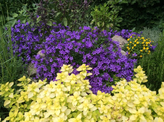 Frühblüher und Zitronenmajoran