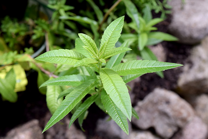 Zitronenverbene im Kräuterbeet