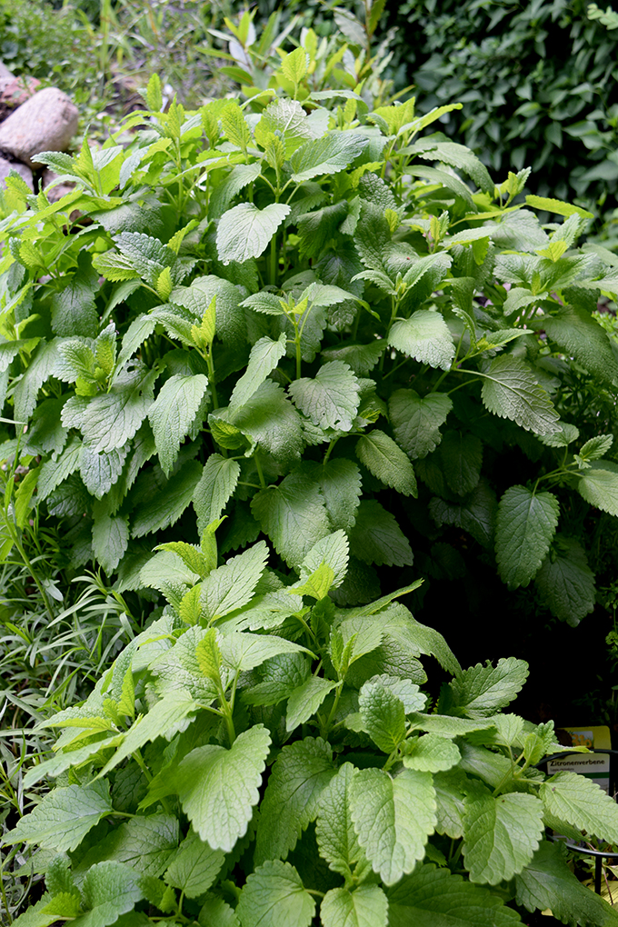 Zitronenmelisse im Kräuterbeet