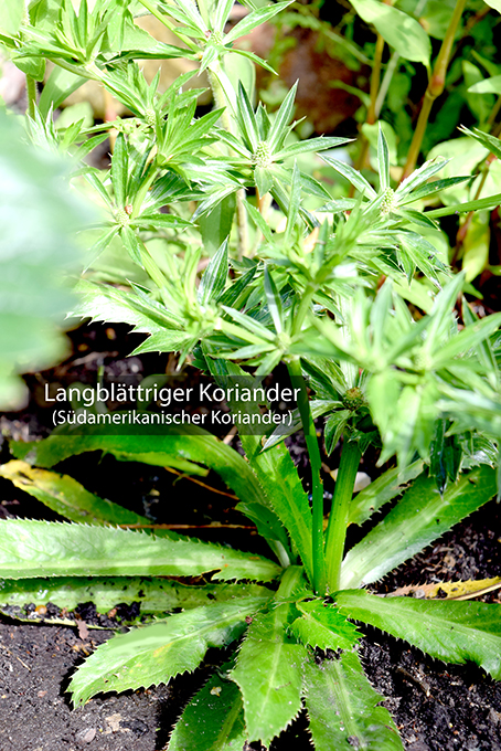 Südamerik Koriander small 019
