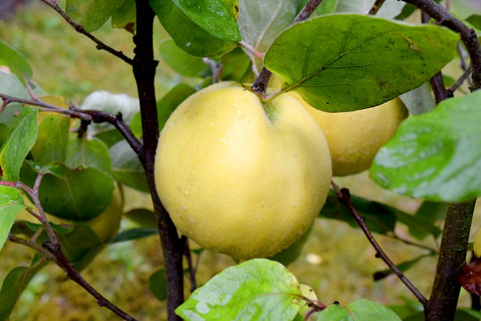 Quitten am Baum