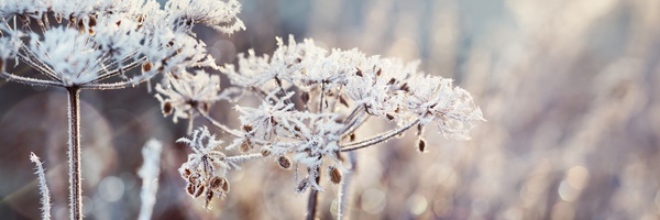 Hoar Frost