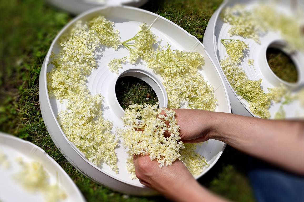 Trocknen von Holunder