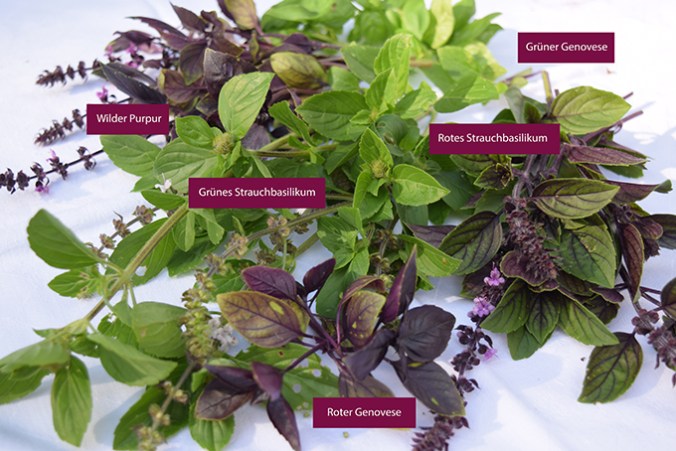 Basilikum