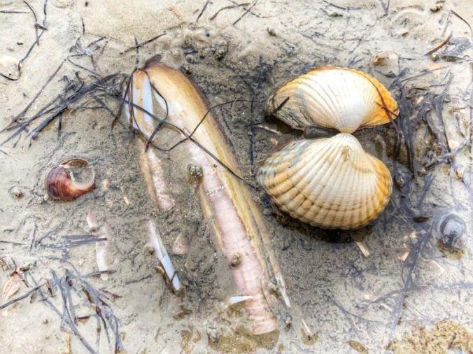Muscheln am Strand