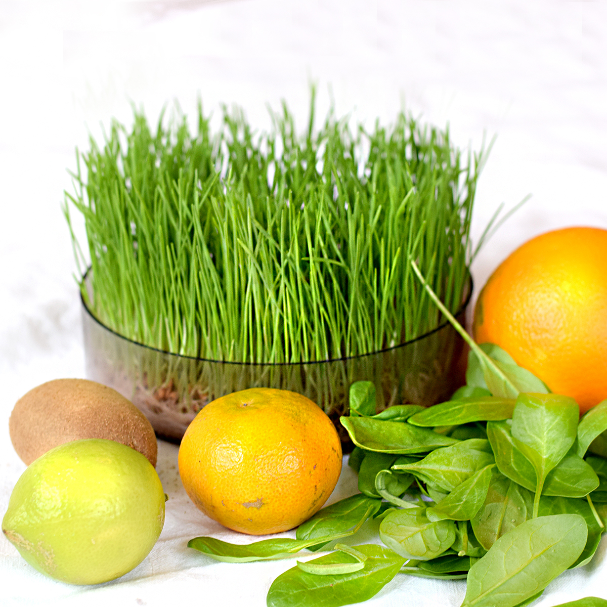 Smoothie mit Weizengras